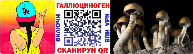 где купить   Гурьевск  Галлюциногенные грибы Magic Shrooms 
